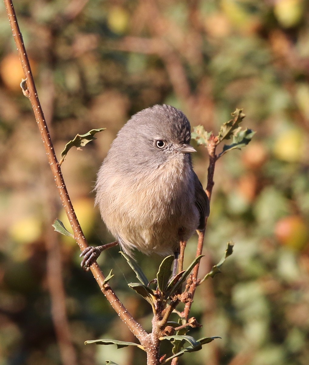 Wrentit - ML71885861