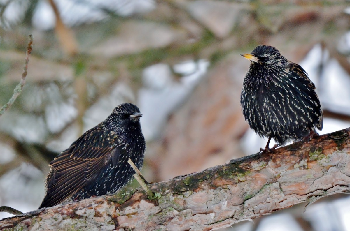 European Starling - ML71886481