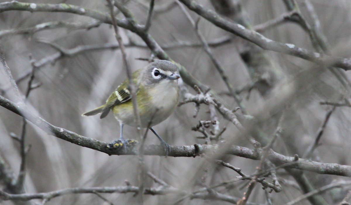 Mavi Başlı Vireo - ML71888251