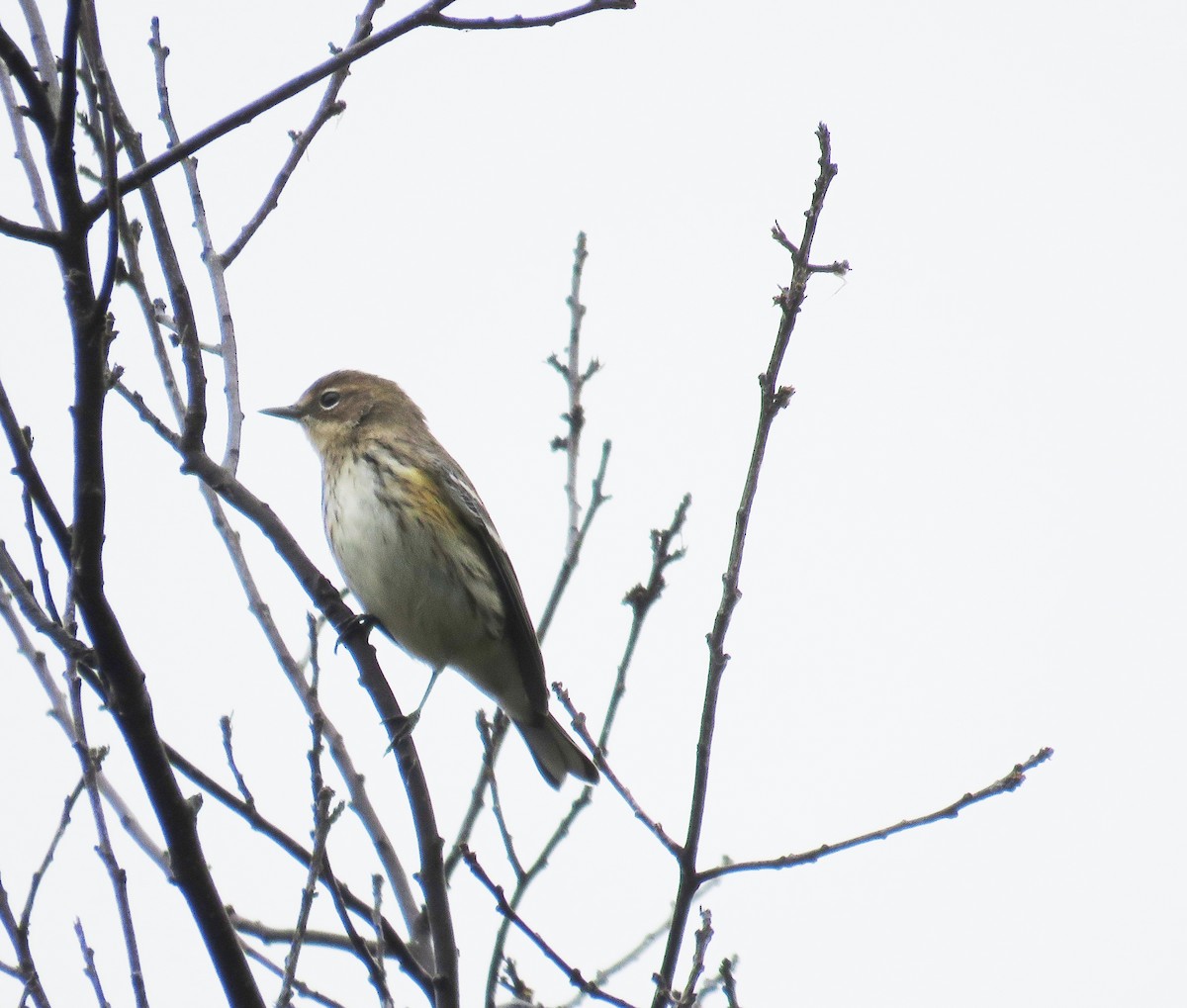 Yellow-rumped Warbler (Myrtle) - ML71888571