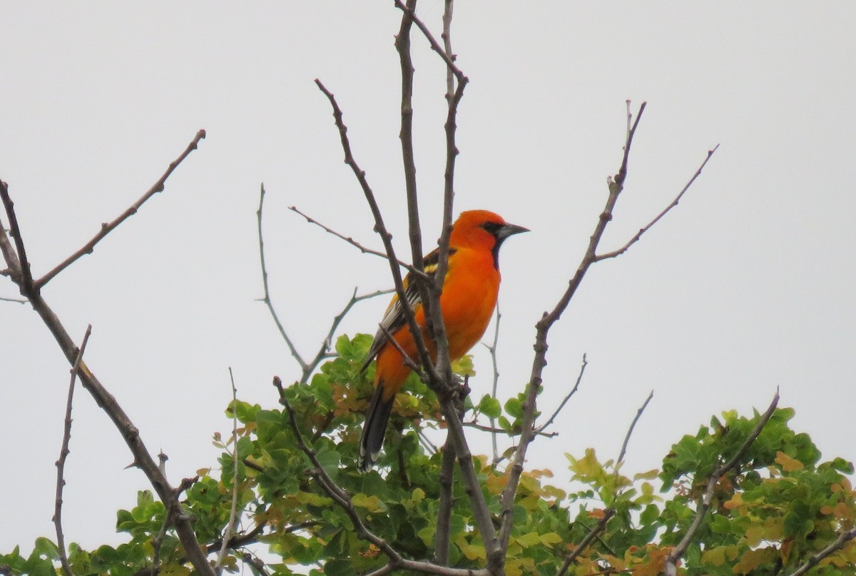 Streak-backed Oriole - ML71889241