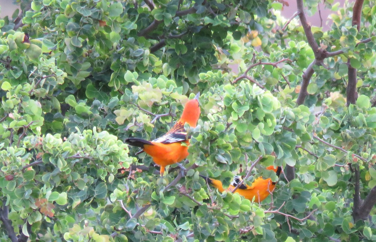 Streak-backed Oriole - ML71889281