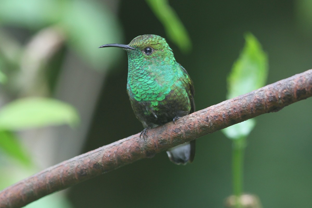 Coppery-headed Emerald - James (Jim) Holmes