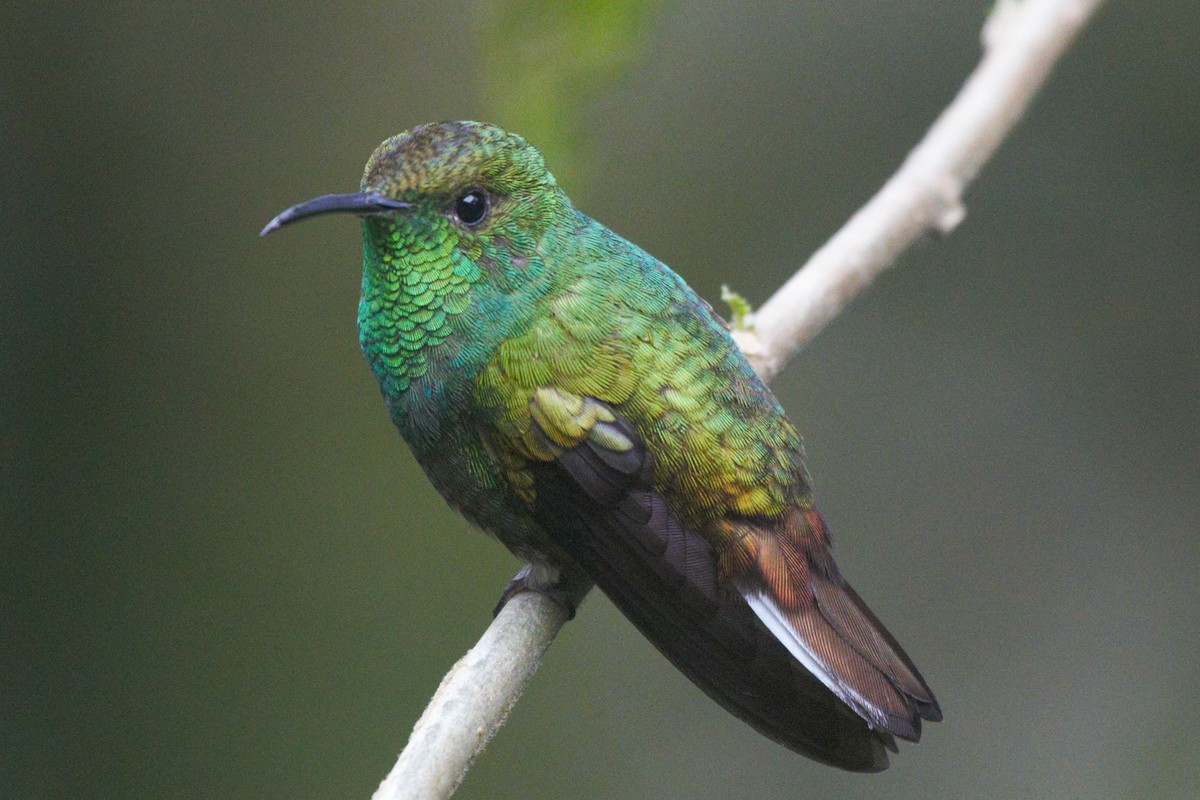 Coppery-headed Emerald - James (Jim) Holmes