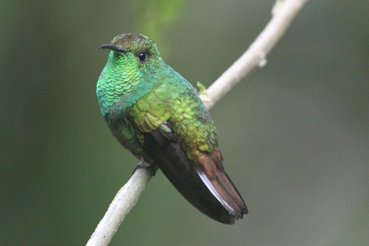 Coppery-headed Emerald - James (Jim) Holmes