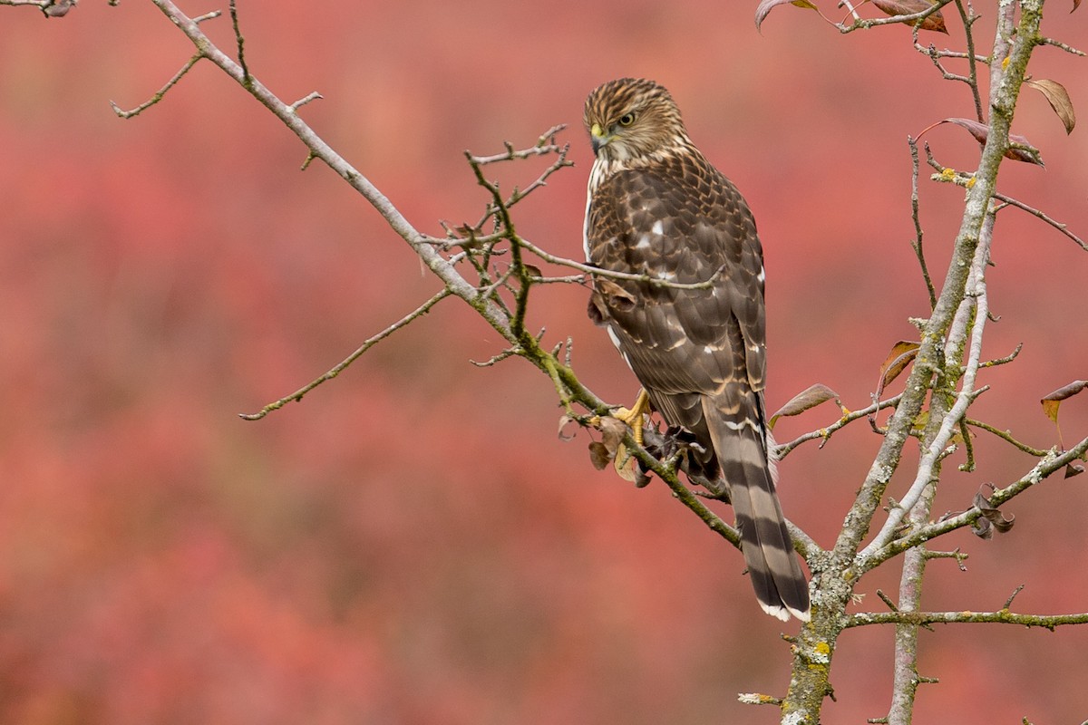 Cooper's Hawk - ML71892061