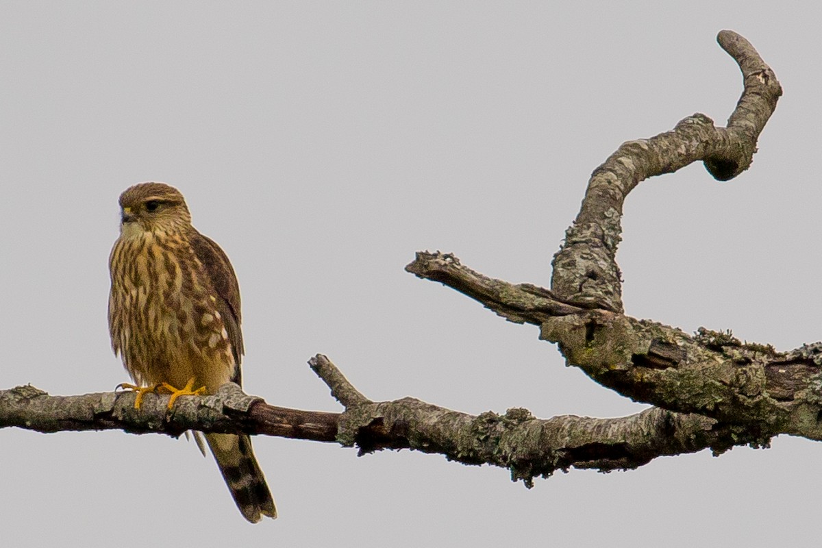 Merlin - John Reynolds