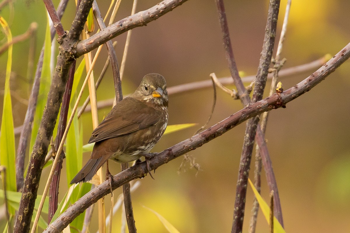 Fox Sparrow - ML71892121