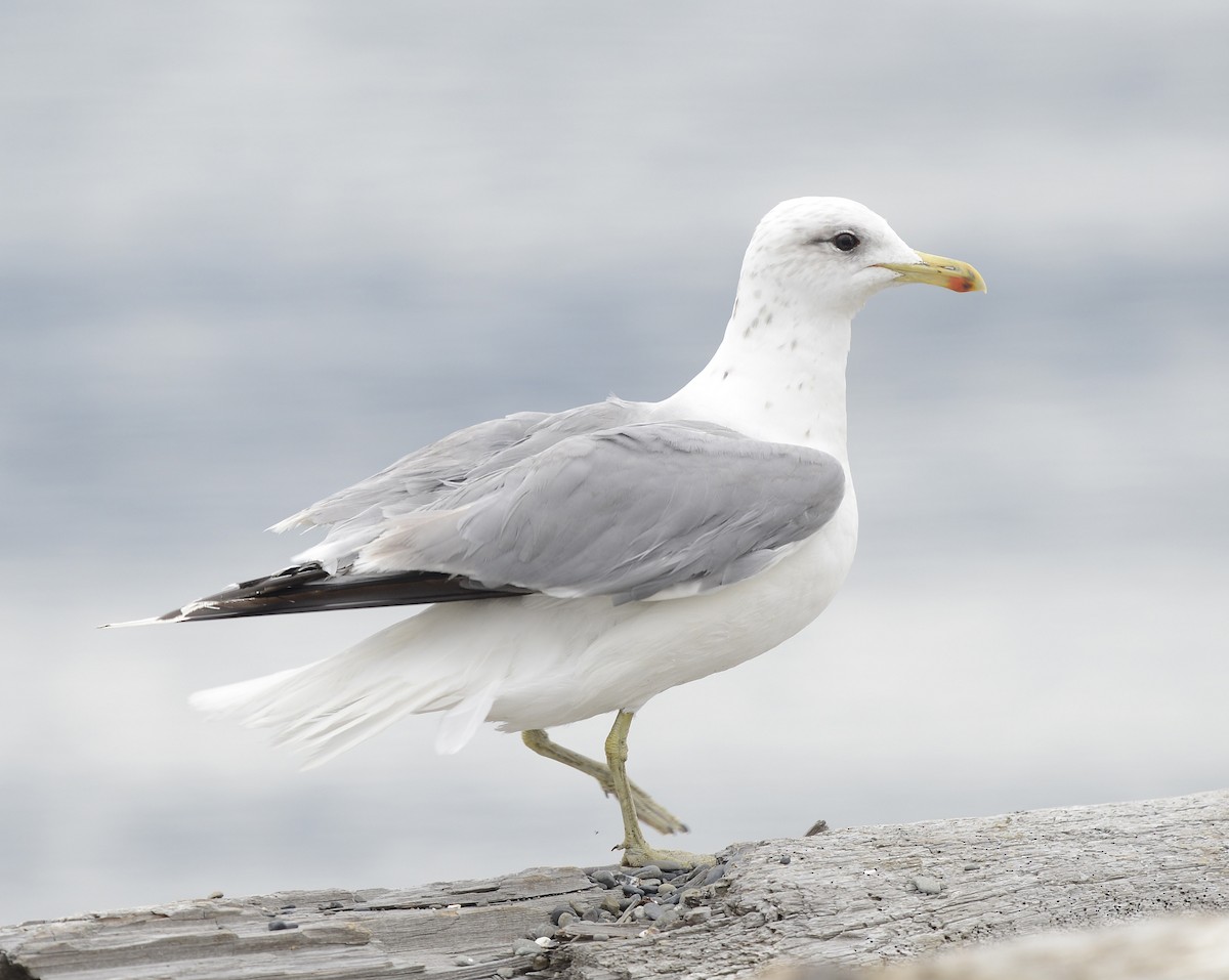 California Gull - Vickie Anderson