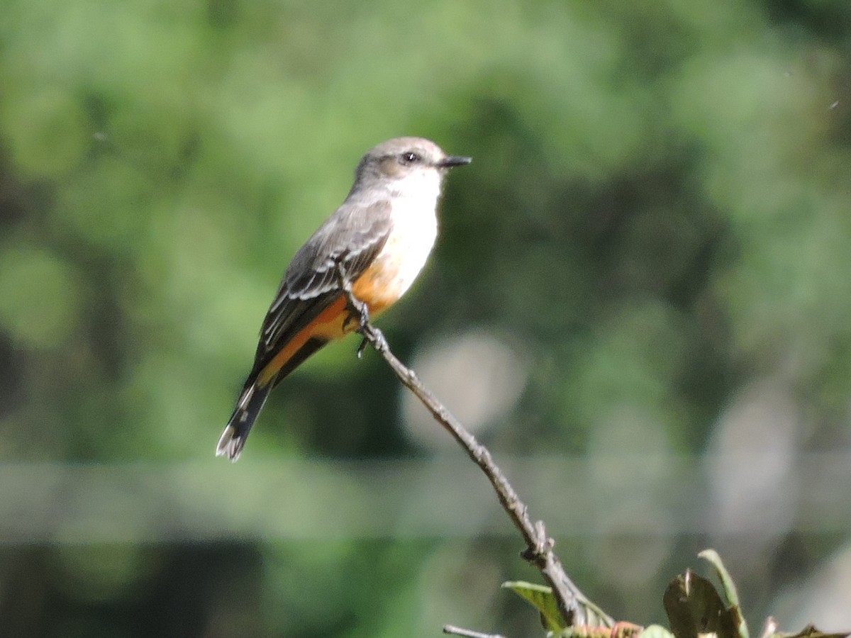 Vermilion Flycatcher - ML71892961