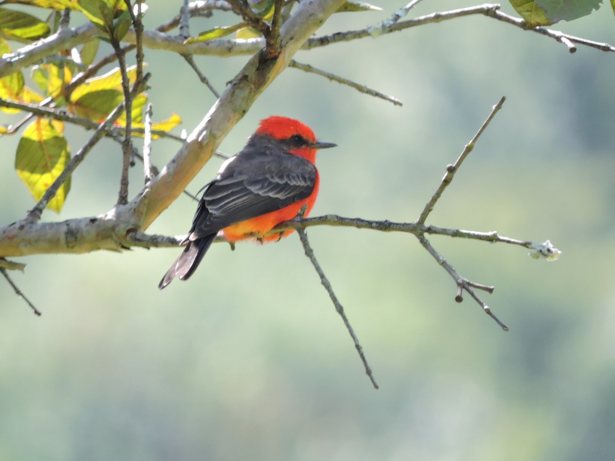 Vermilion Flycatcher - Manuel Becerril González