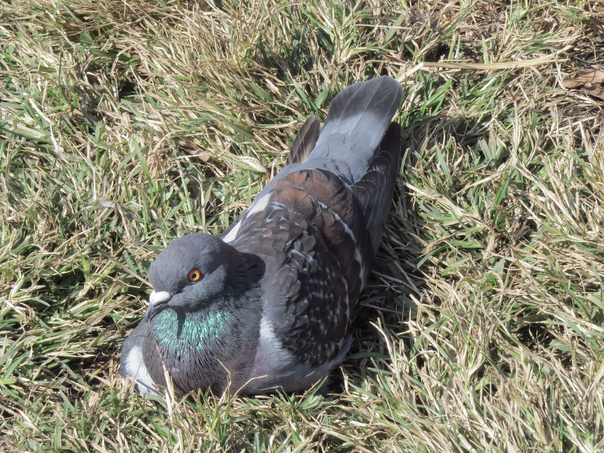 Rock Pigeon (Feral Pigeon) - Edana Salisbury