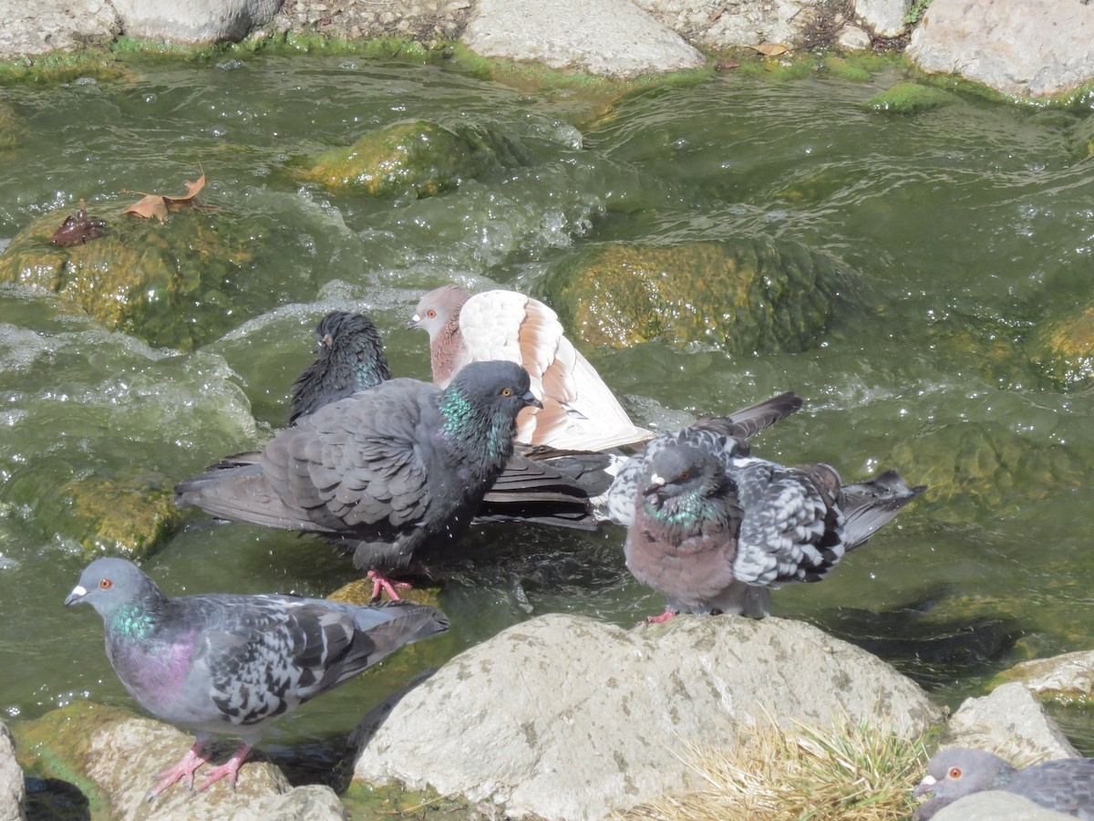 Rock Pigeon (Feral Pigeon) - Edana Salisbury