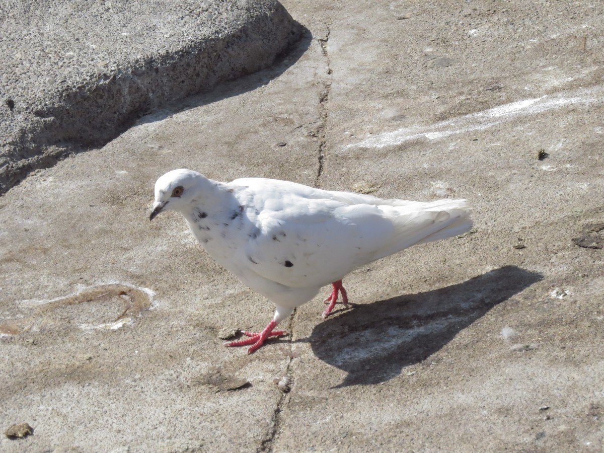 Rock Pigeon (Feral Pigeon) - Edana Salisbury