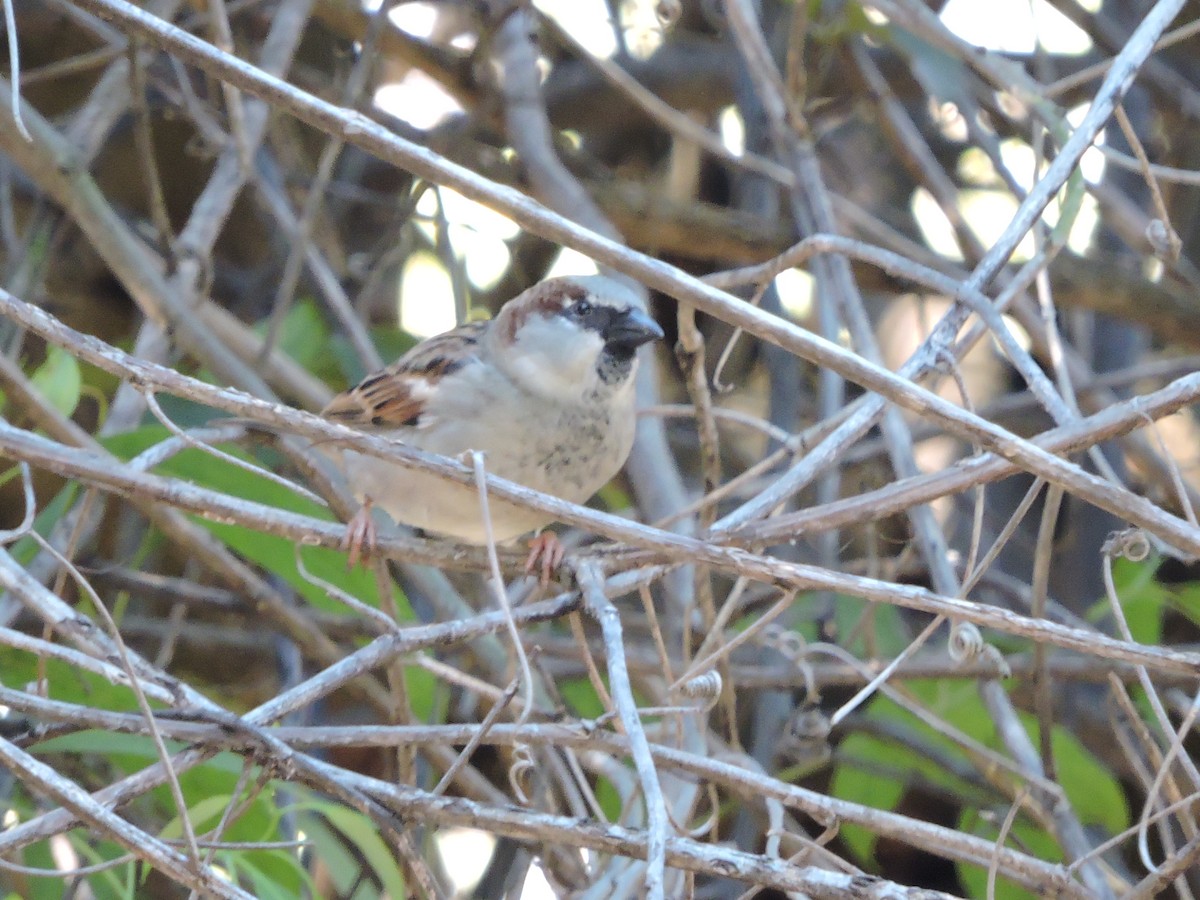 House Sparrow - Manuel Becerril González