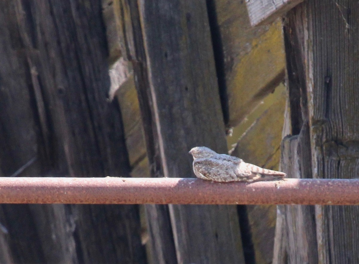 Lesser Nighthawk - Oscar Moss