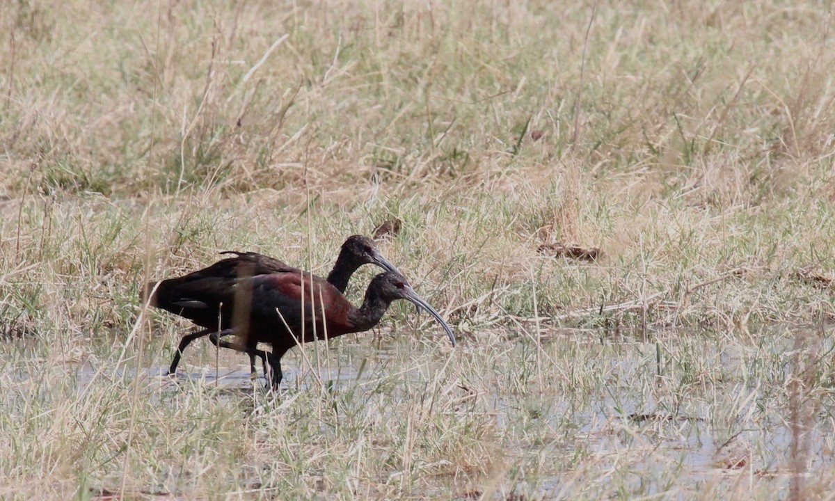 Ibis à face blanche - ML71897041