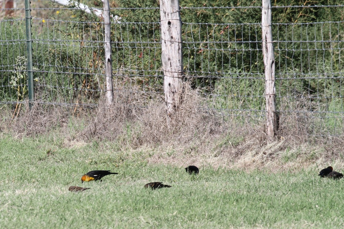 Yellow-headed Blackbird - ML71897351