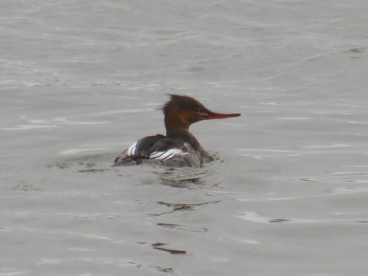 Red-breasted Merganser - ML71897851