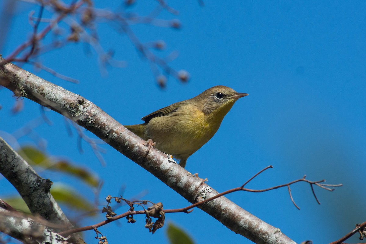 Common Yellowthroat - ML71899181