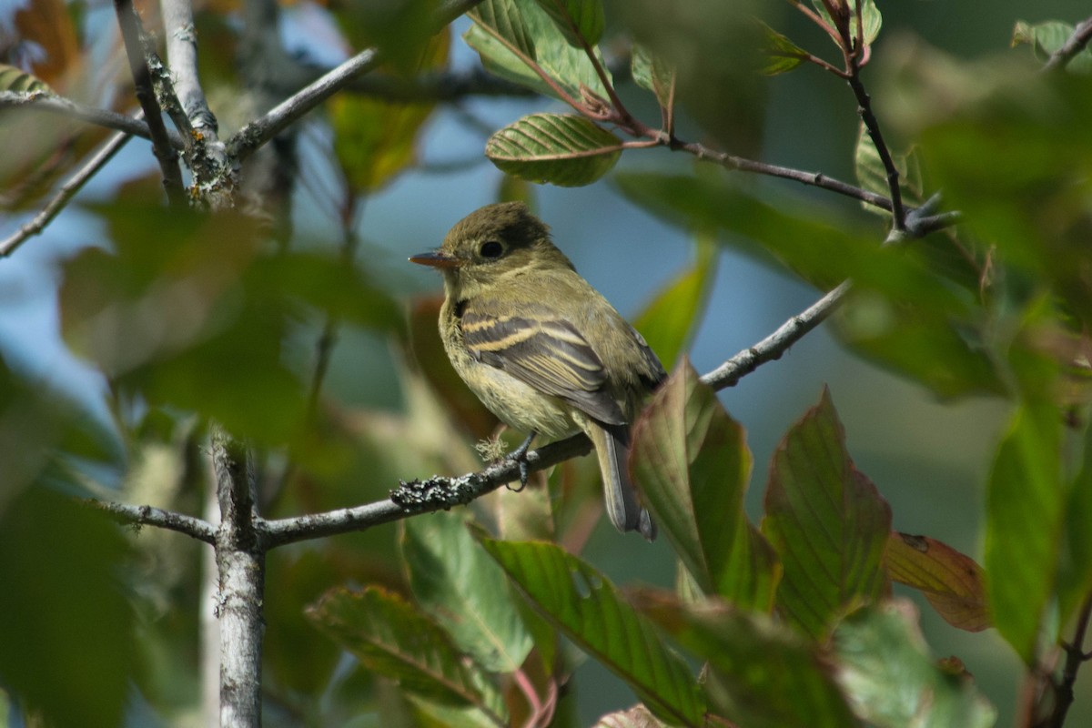 Western Flycatcher (Pacific-slope) - Joshua Little