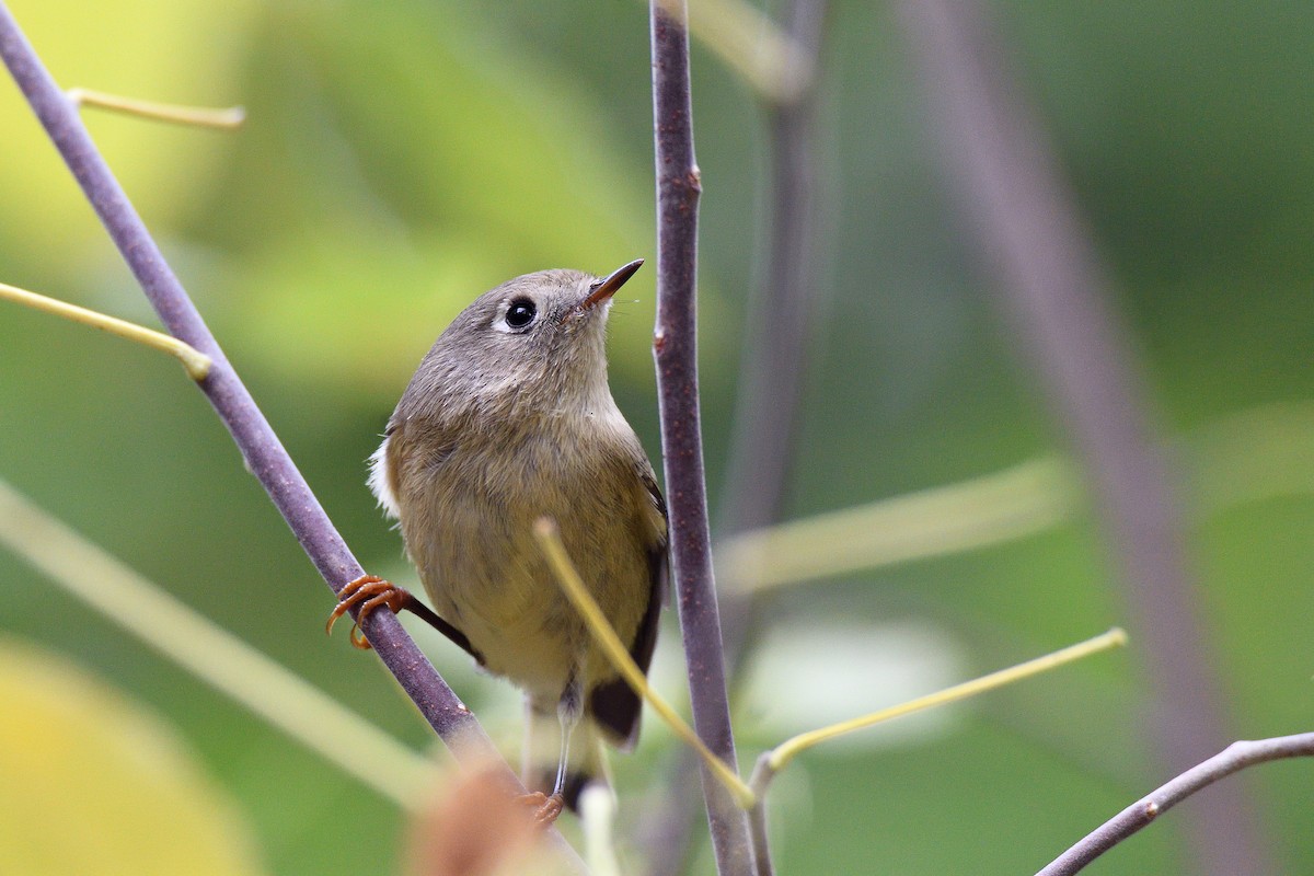 Ruby-crowned Kinglet - ML71902401