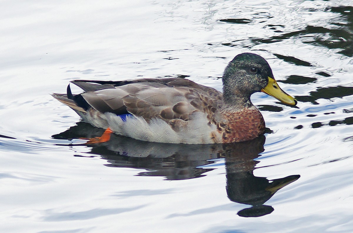 Mallard - ML71902641