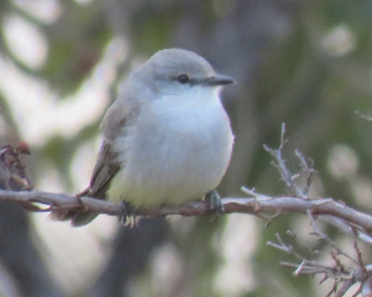 Suiriri Flycatcher - Jim Moore