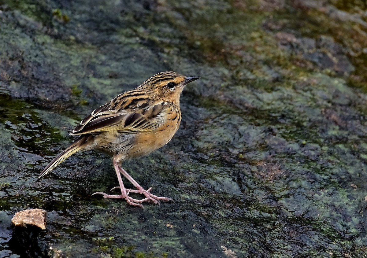 Nilgiri Pipit - ML71903351