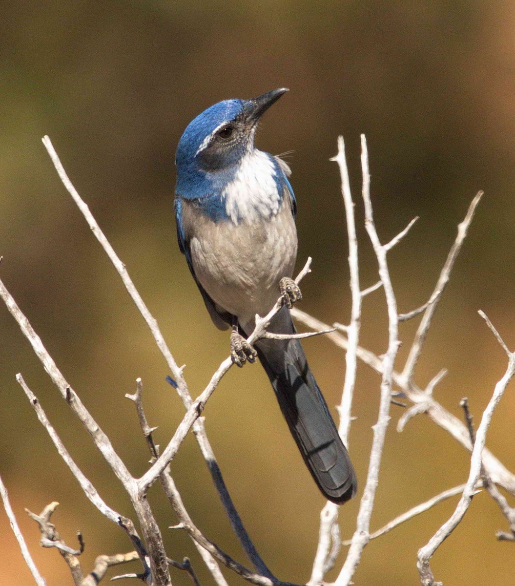 California Scrub-Jay - ML71904201