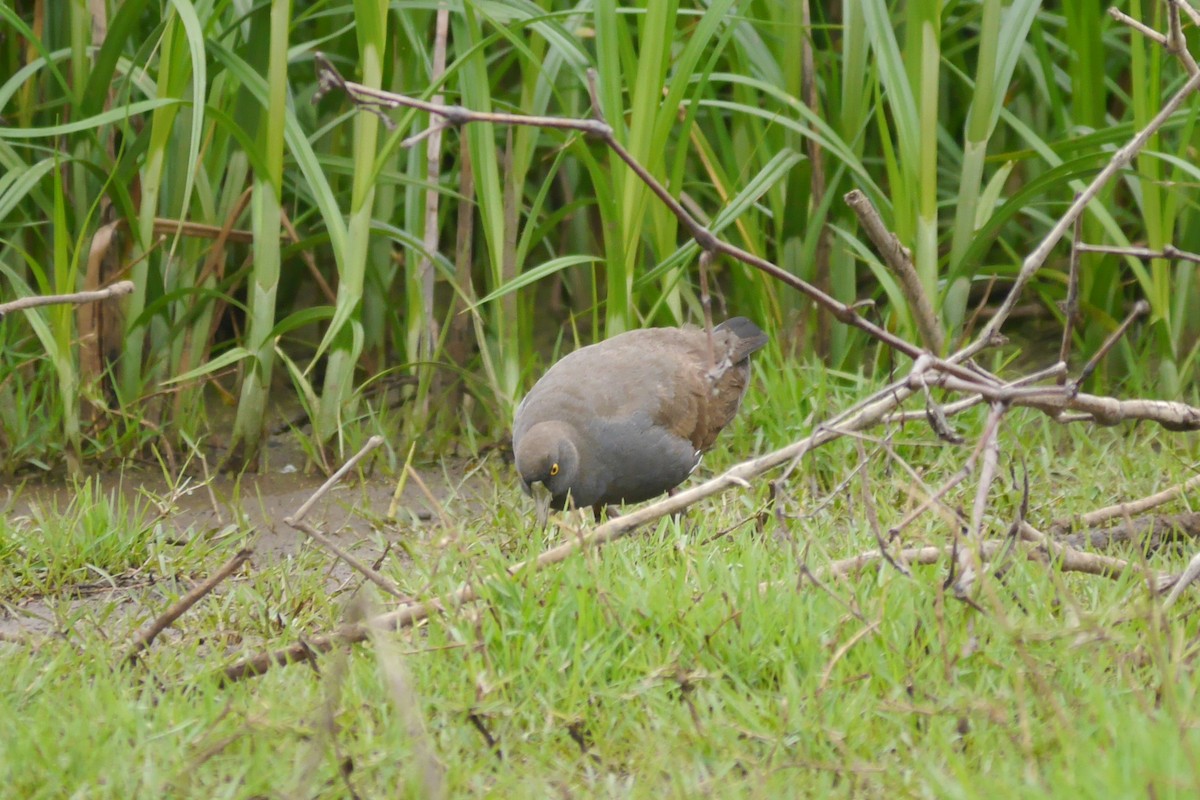 Gallinule aborigène - ML71905601