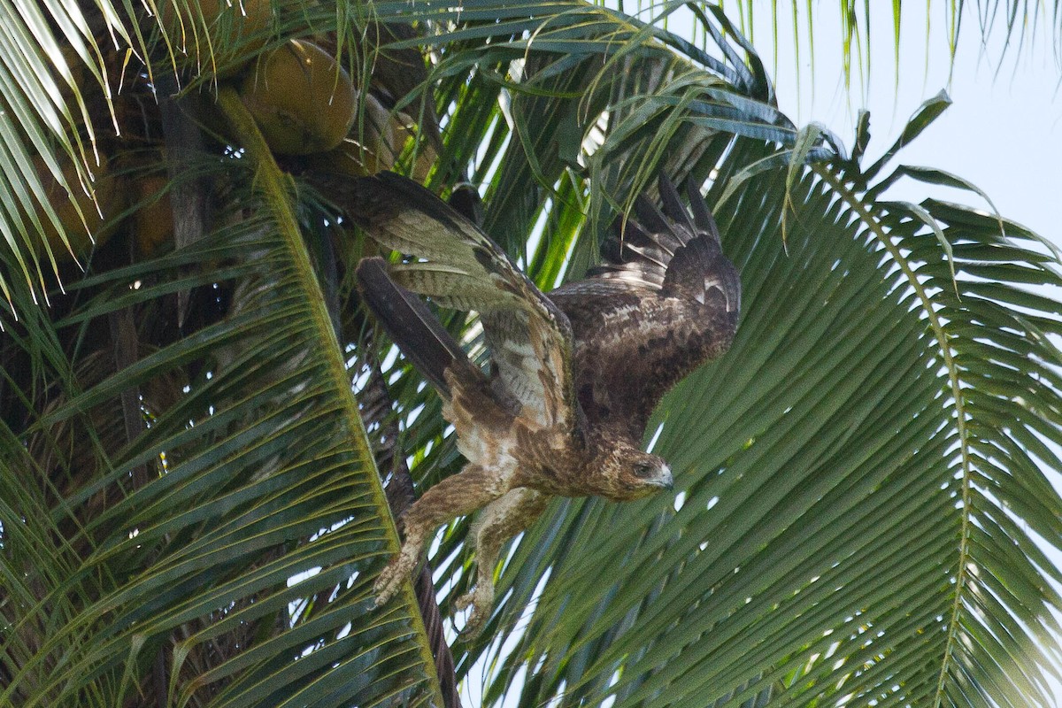 Gurney's Eagle - Eric VanderWerf