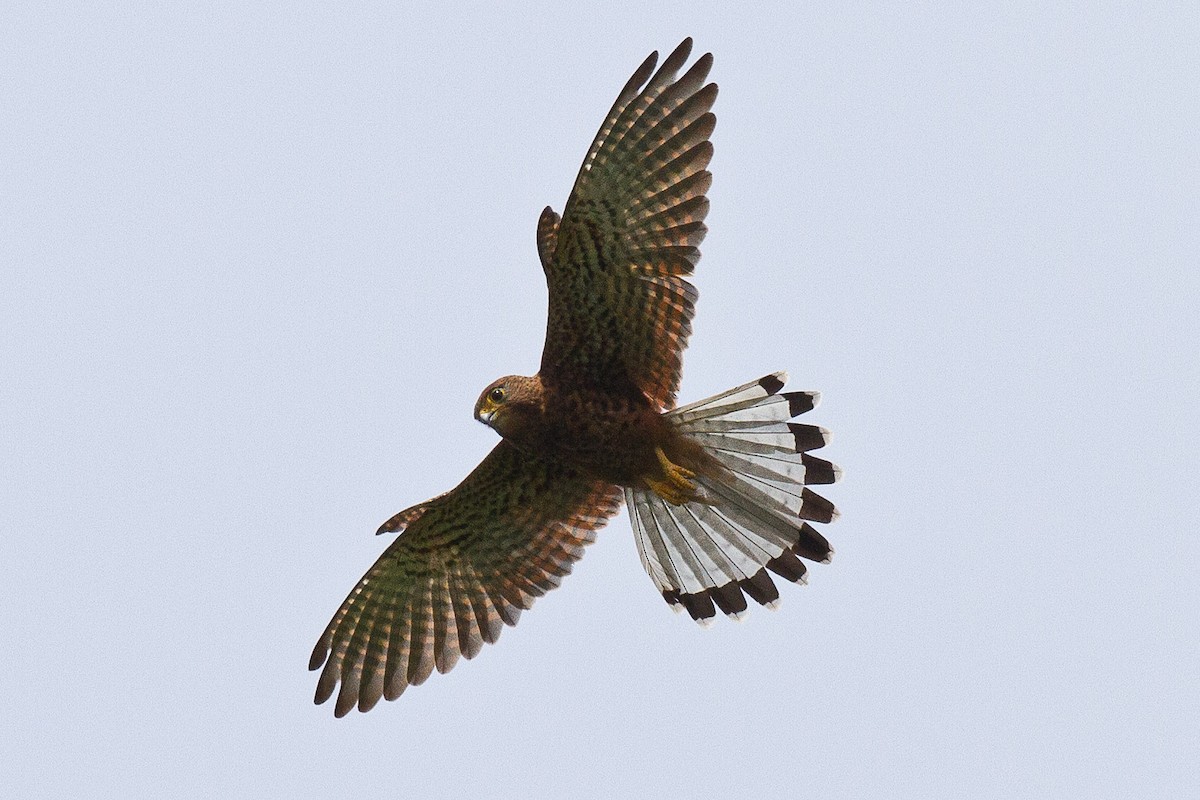 Spotted Kestrel - Eric VanderWerf