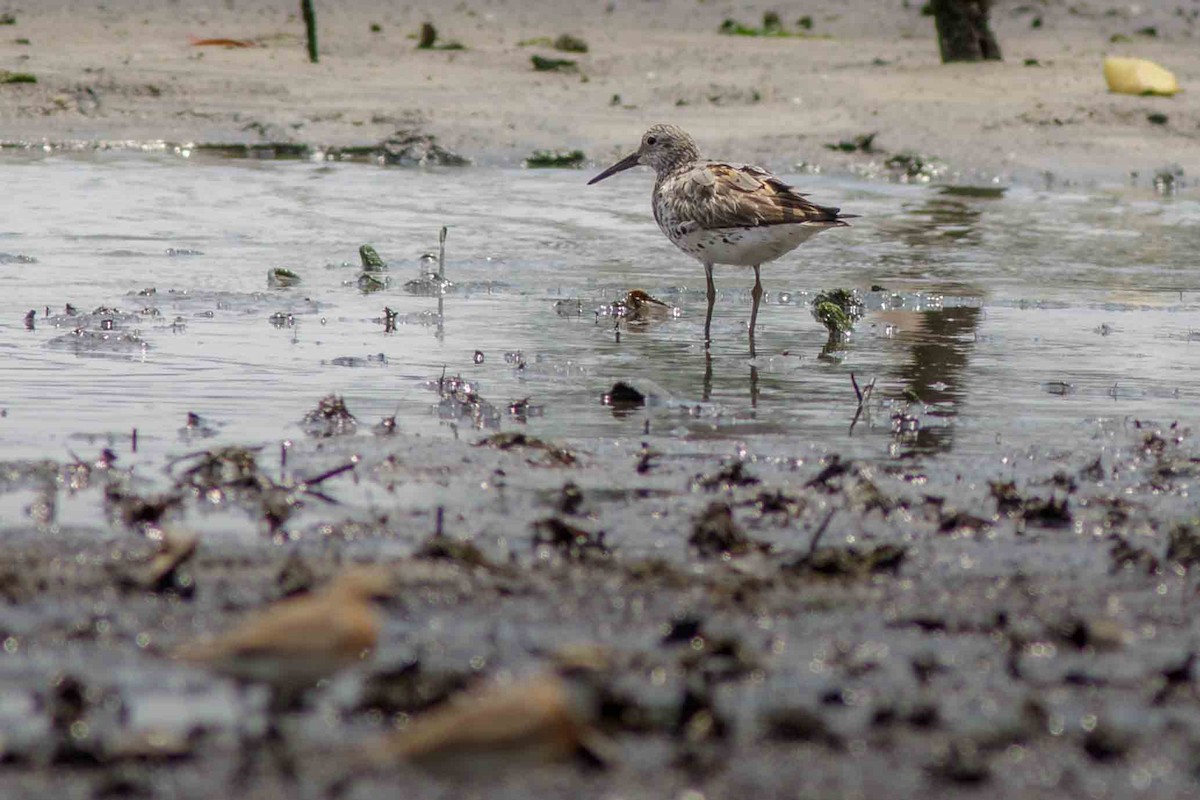 sibirsnipe - ML71906341