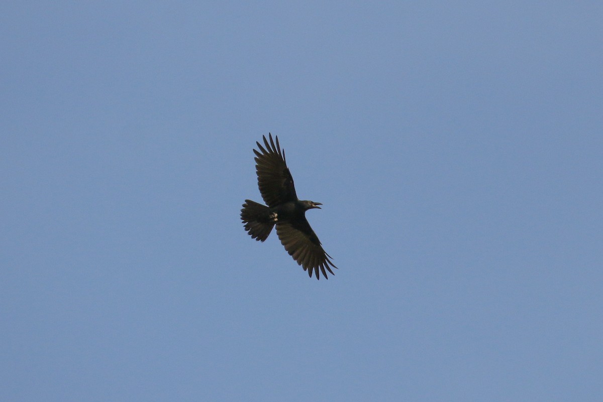 Corbeau à gros bec - ML71907071