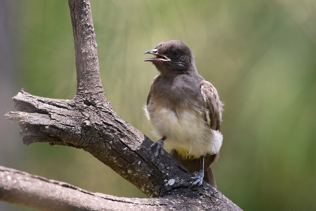 hagebylbyl (tricolor gr.) - ML71907091