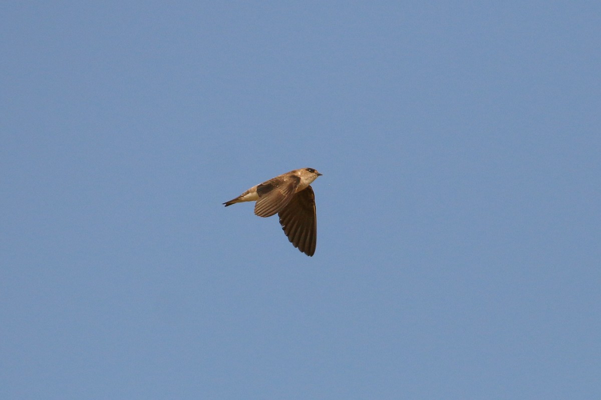 Gray-throated Martin - ML71907481