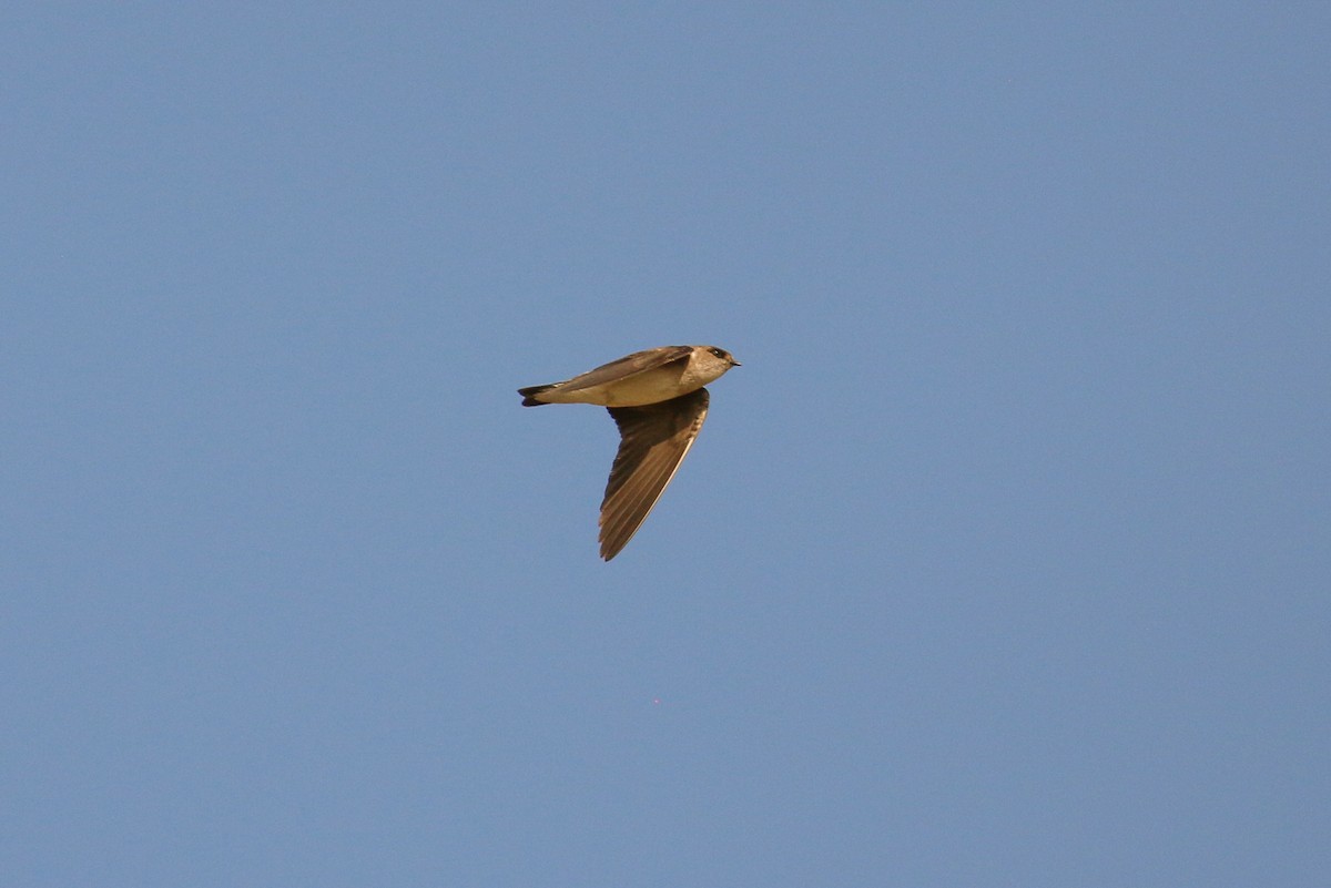 Gray-throated Martin - ML71907491