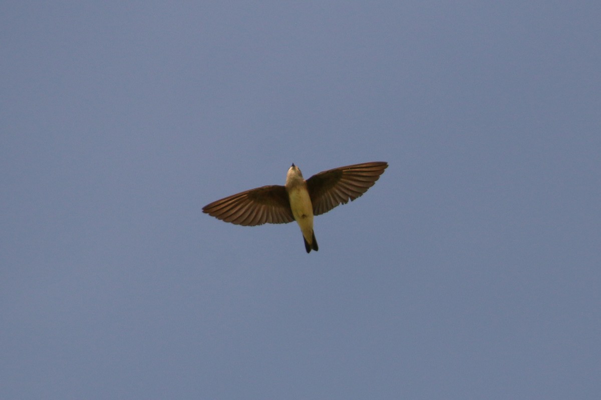 Hirondelle à gorge grise - ML71907501