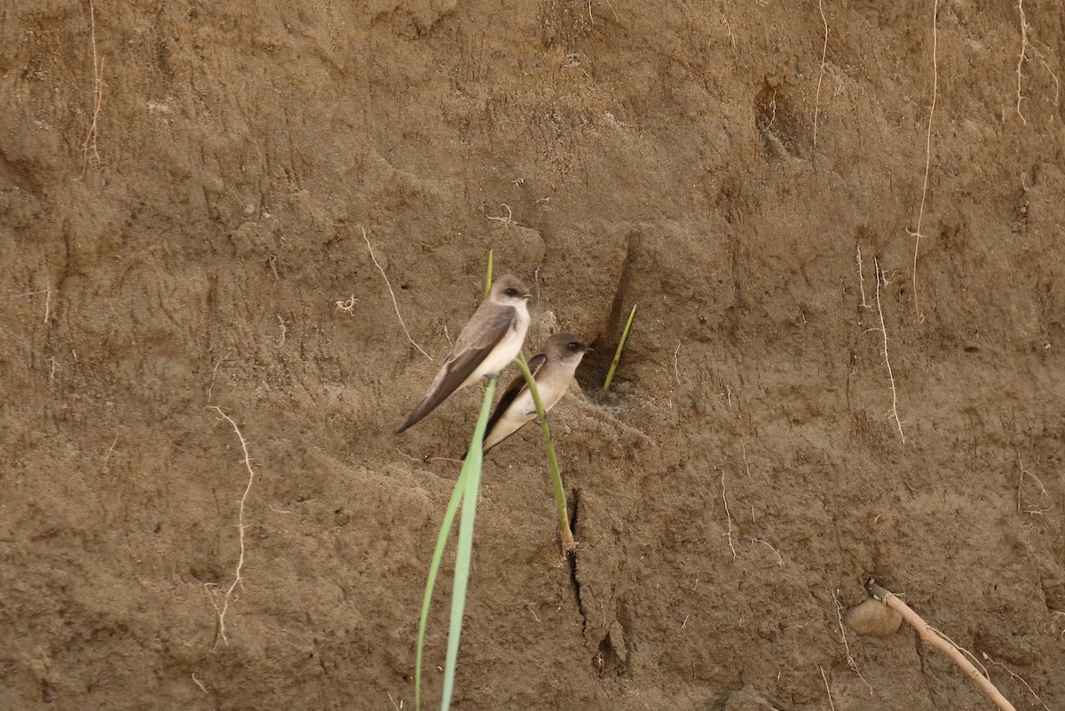 Hirondelle à gorge grise - ML71907531