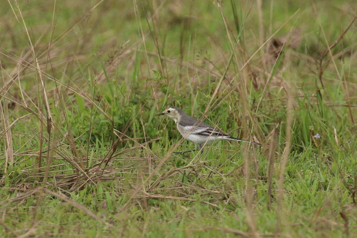 White Wagtail - ML71907671