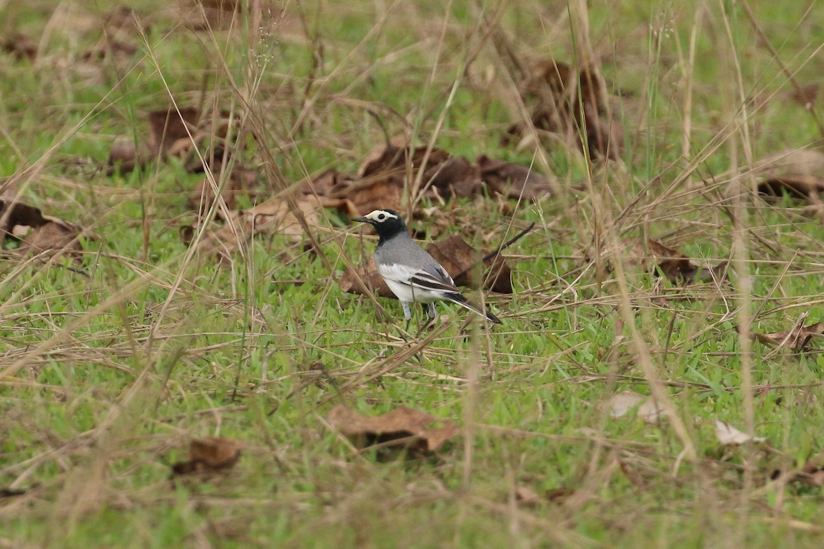 White Wagtail (Masked) - Tommy Pedersen