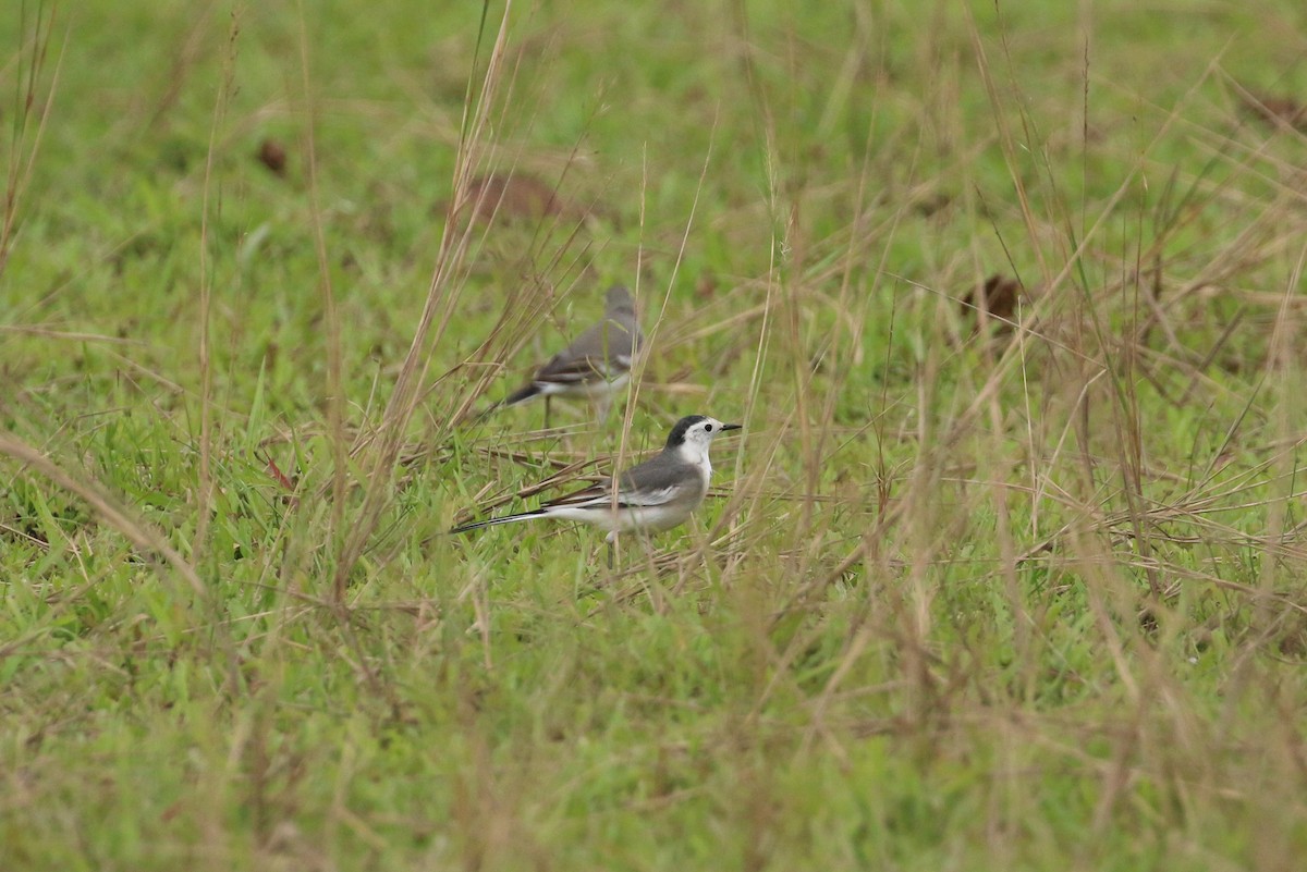 White Wagtail - ML71907741