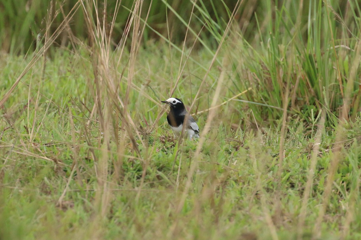 White Wagtail (Masked) - ML71907761