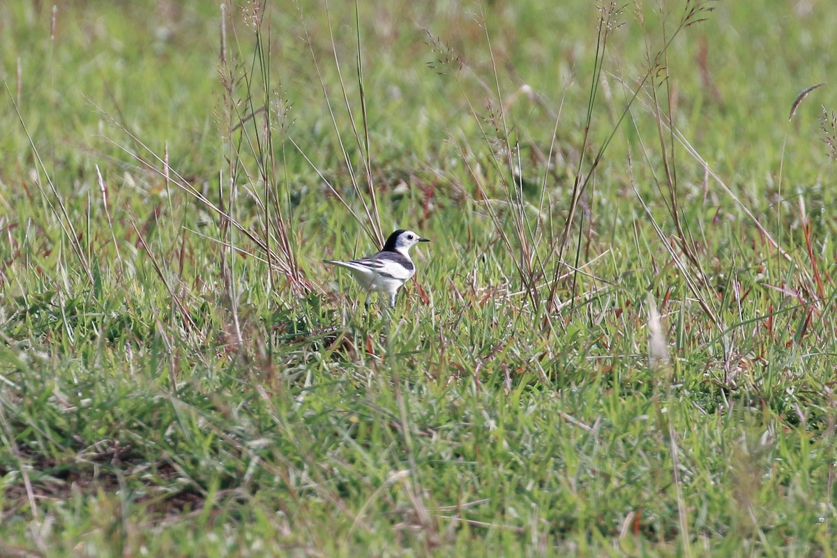 White Wagtail (Chinese) - ML71907801