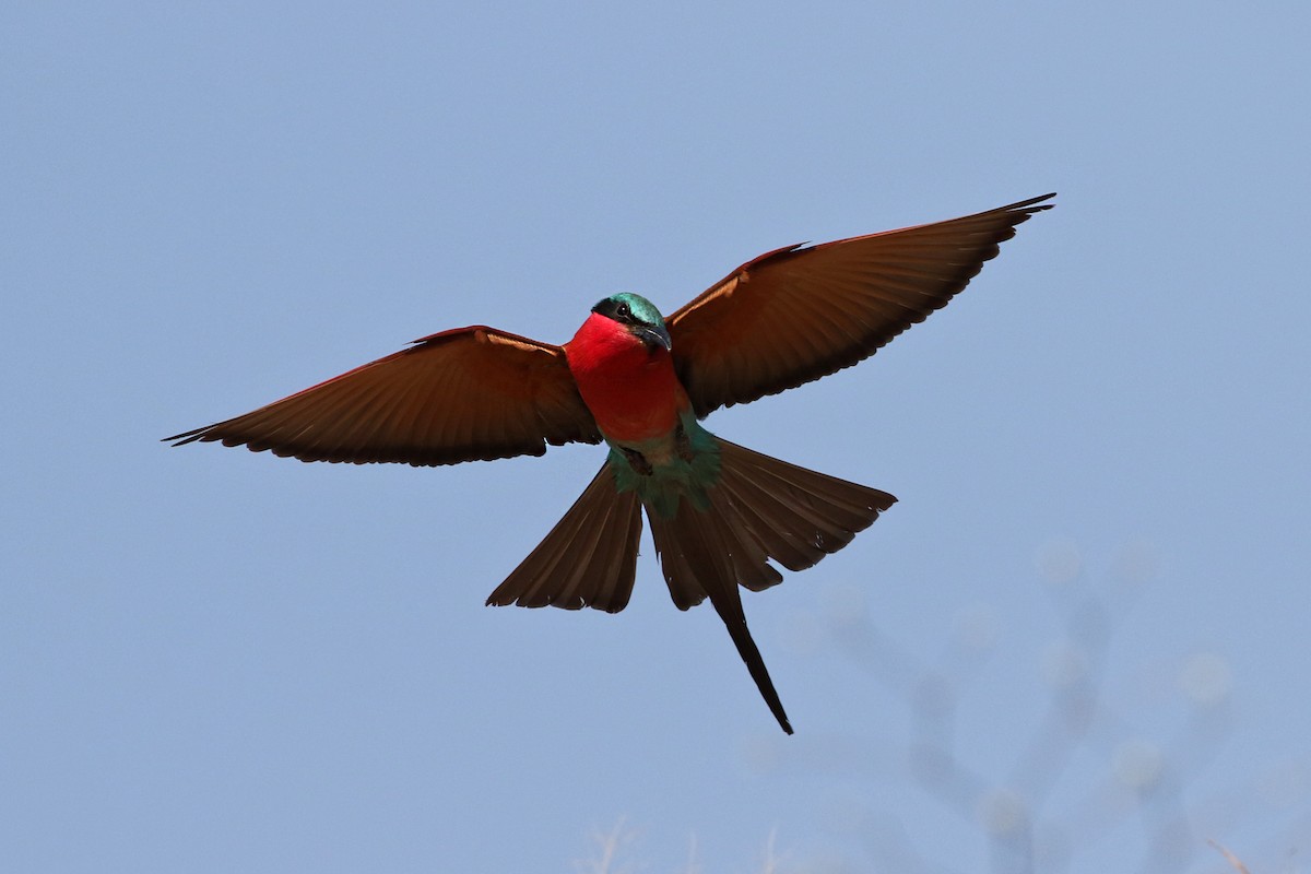 Southern Carmine Bee-eater - Charley Hesse TROPICAL BIRDING