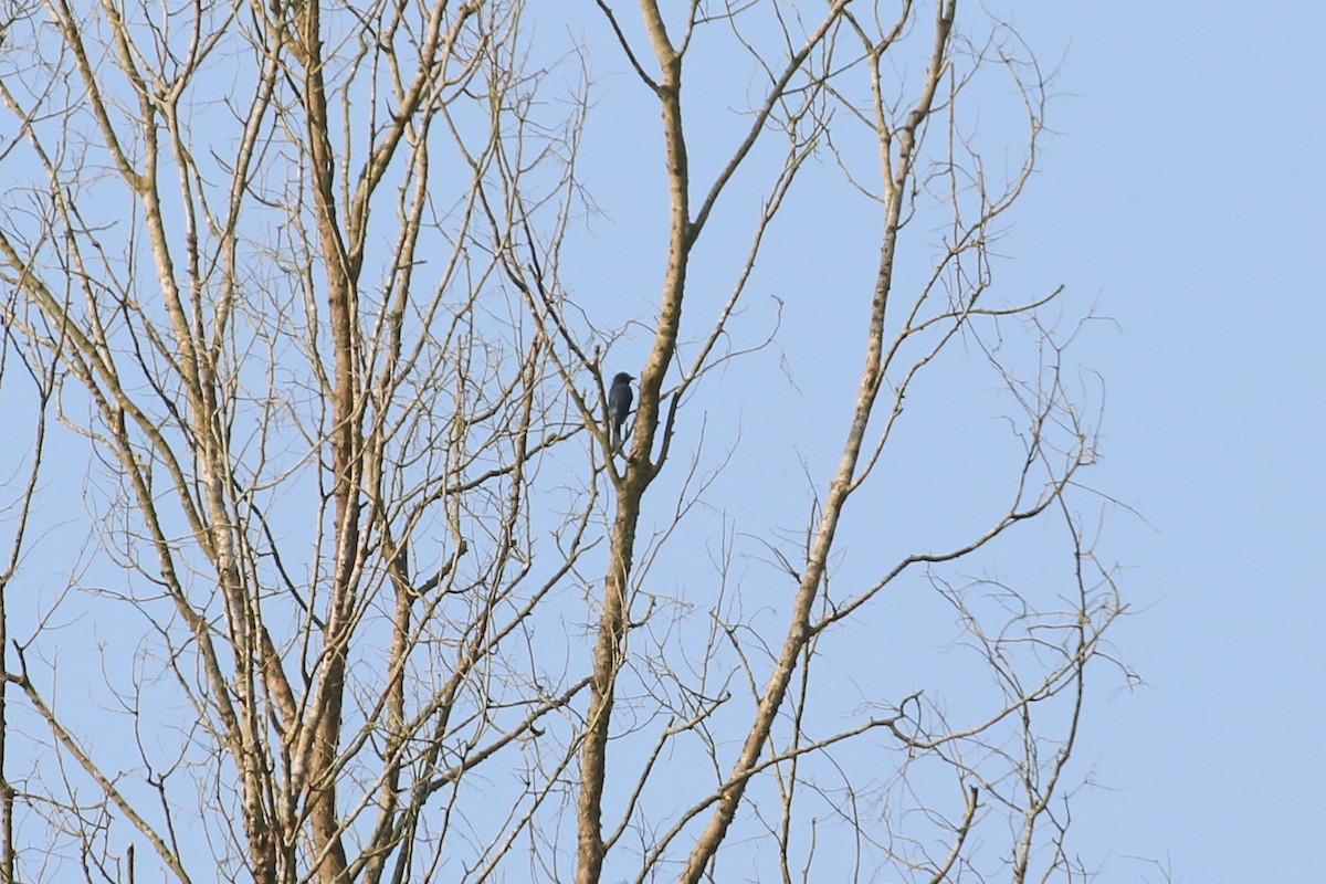 Drongo cendré (groupe longicaudatus) - ML71908001