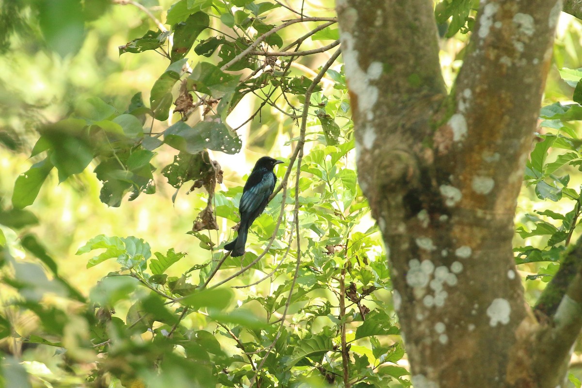 Drongo à crinière (hottentottus/brevirostris) - ML71908021