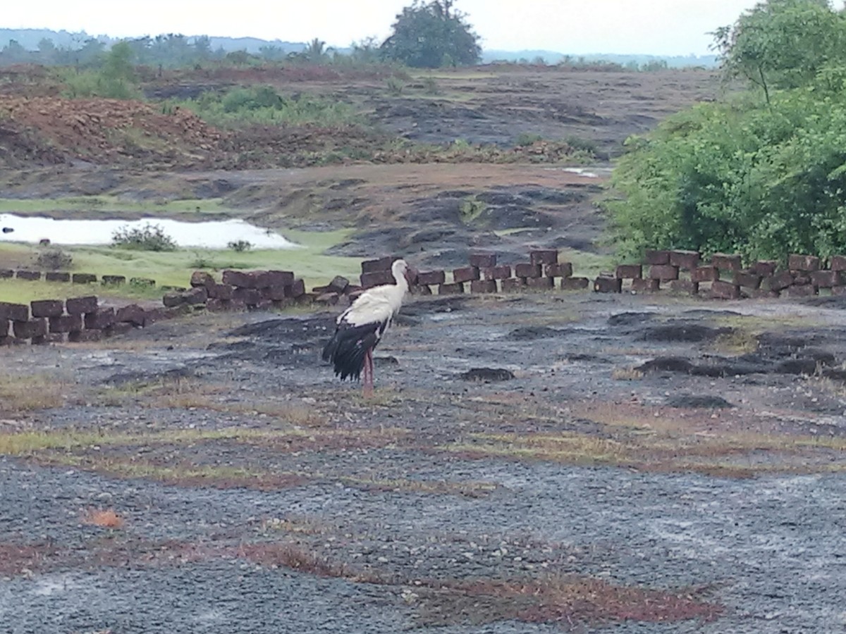 White Stork - Pradeep Kidoor