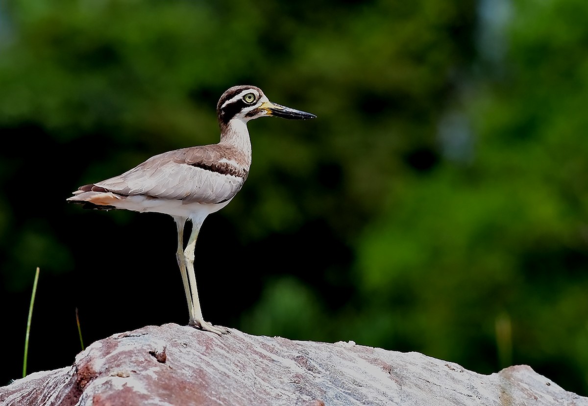 Great Thick-knee - ML71908661